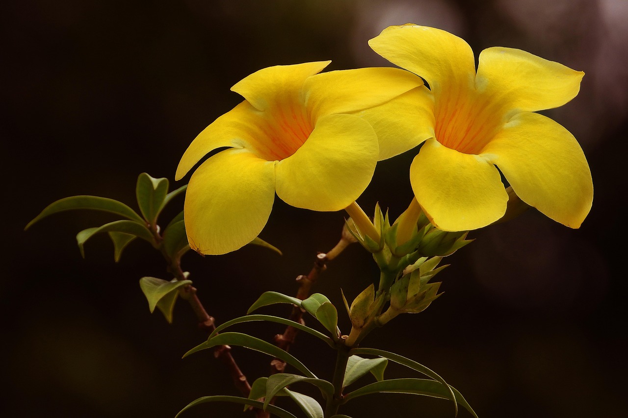 Annual HOA Meeting Notice